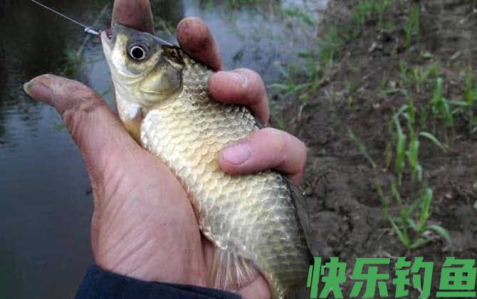 猪肝钓鱼好还是蚯蚓好钓？