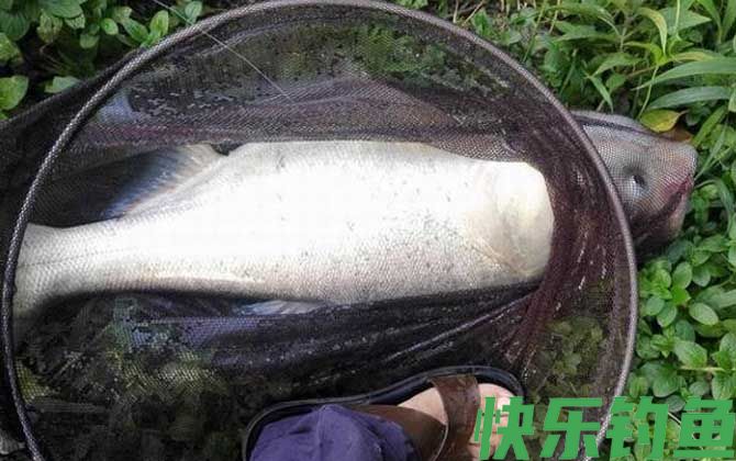 鲢鳙一般几月份好钓？