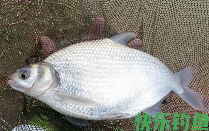 野钓鳊鱼技巧及注意事项