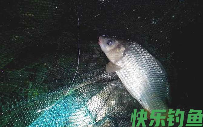 冬天晚上钓鱼钓远还是钓近？