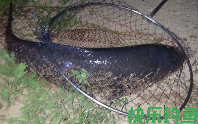野钓青鱼打窝多久能钓？