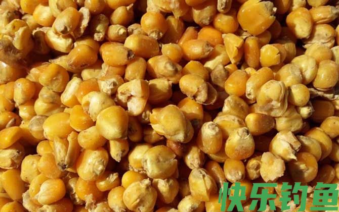 玉米适合什么季节钓鱼？