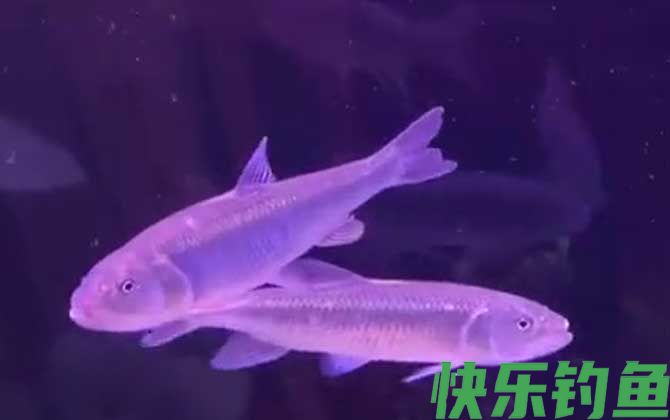 钓马口鱼最佳时间是什么时候？