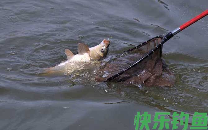 钓鲤鱼调几钓几最好？