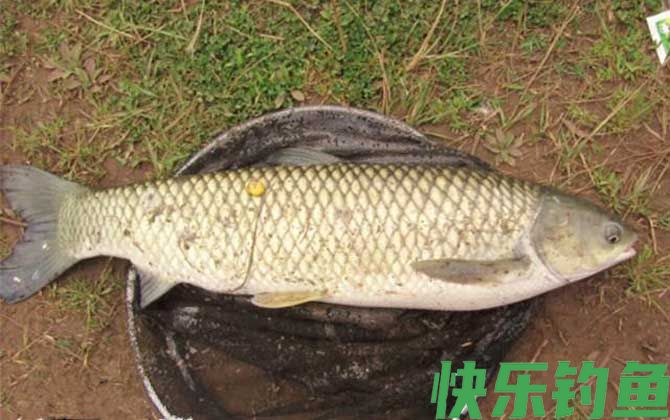 黑坑钓草鱼调漂的正确方法