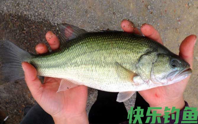 钓鲈鱼的最佳深度是多深？