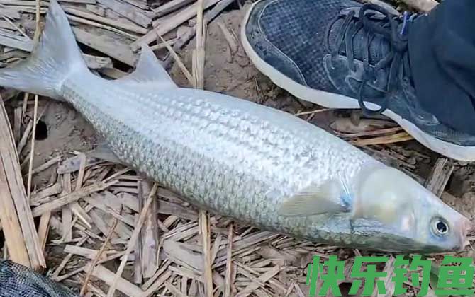 鲻鱼什么时候钓最适合？