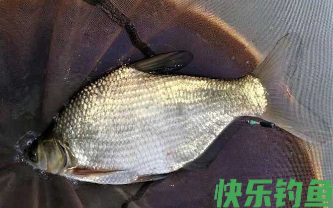 钓鳊鱼十句口诀及技巧