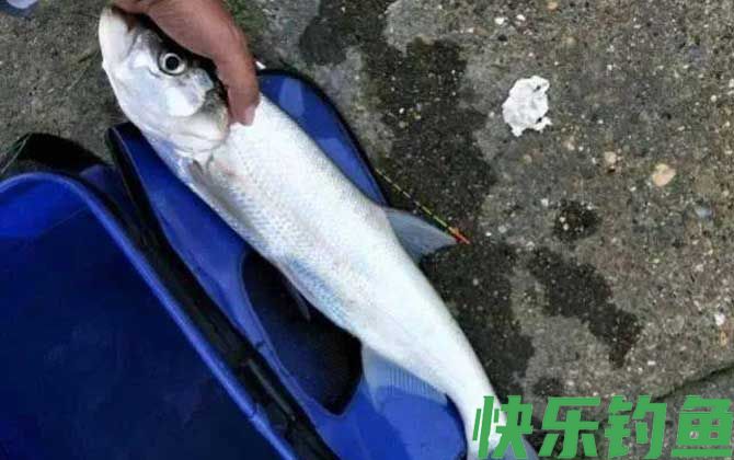 河里面翘嘴鱼怎么钓上鱼快?