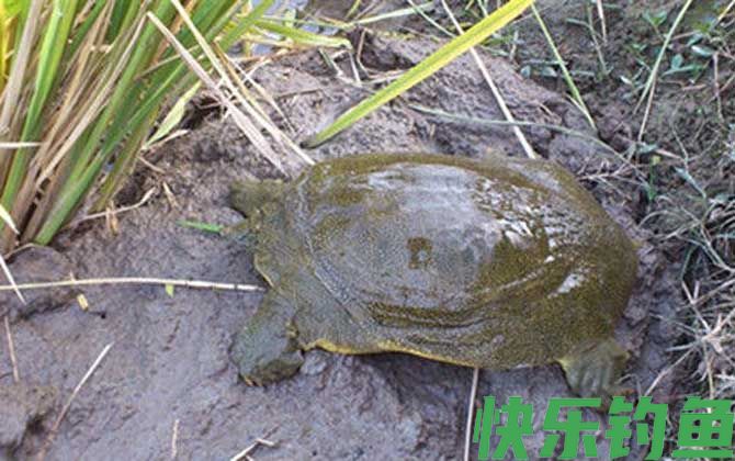 钓甲鱼的最佳季节是什么时候?