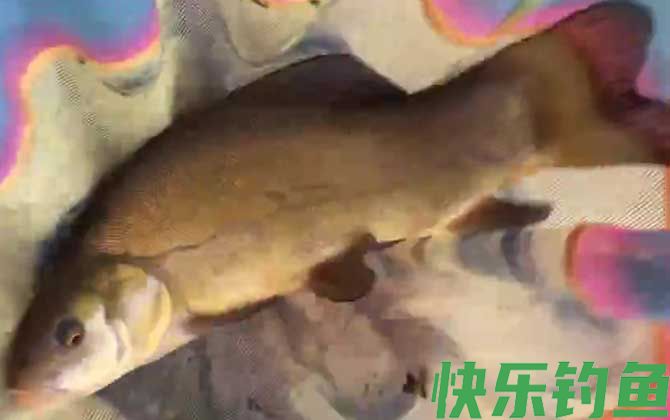钓丁桂鱼怎么调漂最好？