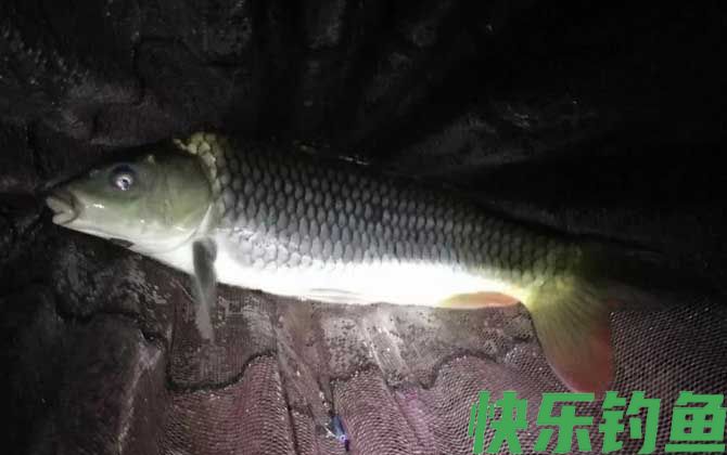 晚上钓鱼没口是什么原因?