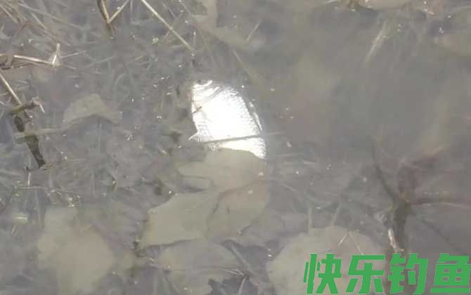 冬季钓鱼打窝技巧及方法