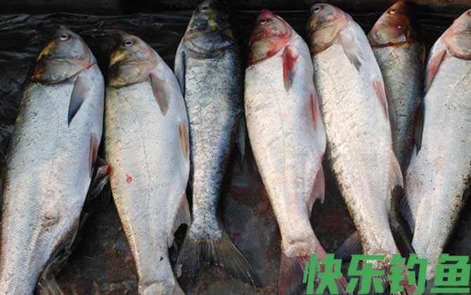 海竿钓鲢鳙技巧和方法