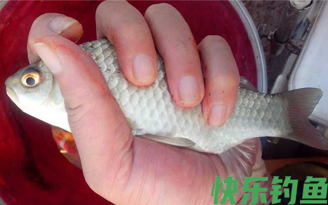 钓鲫鱼什么时候最好钓?