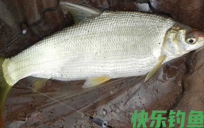 一天钓黄尾的最佳时间