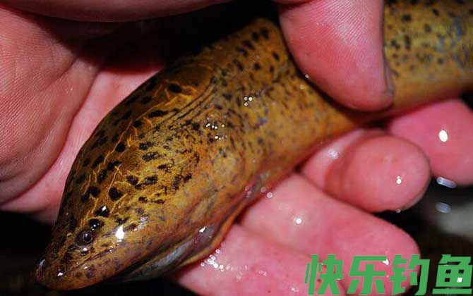 几月份可以钓黄鳝?