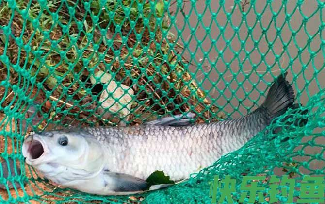 玉米怎么钓青鱼上鱼快？