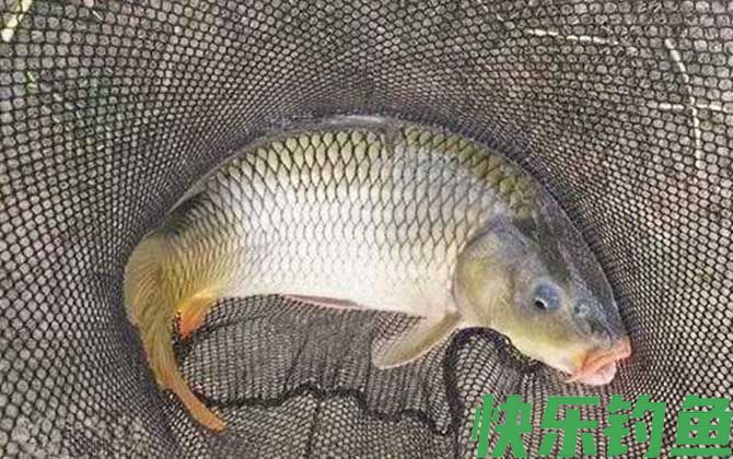 浑水钓鱼怎么钓上鱼快？