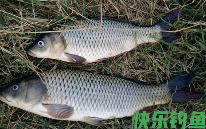 春季钓鲤鱼技巧及注意事项