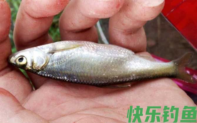 钓白条鱼如何打窝聚鱼?