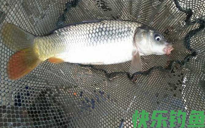 野钓鲤鱼怎么调漂最好?