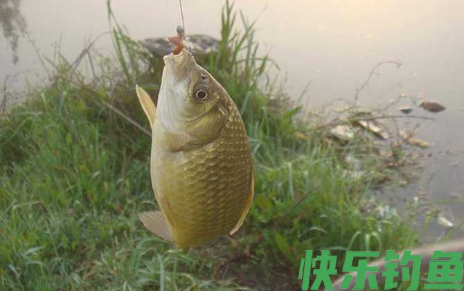 钓鱼漂相口诀及提竿时机