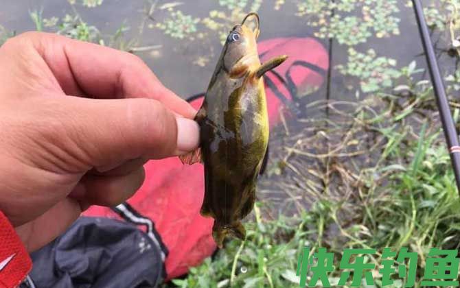 蚯蚓钓鱼压不下漂怎么办？