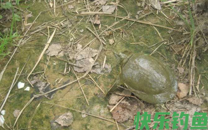 钓甲鱼实用技巧大全