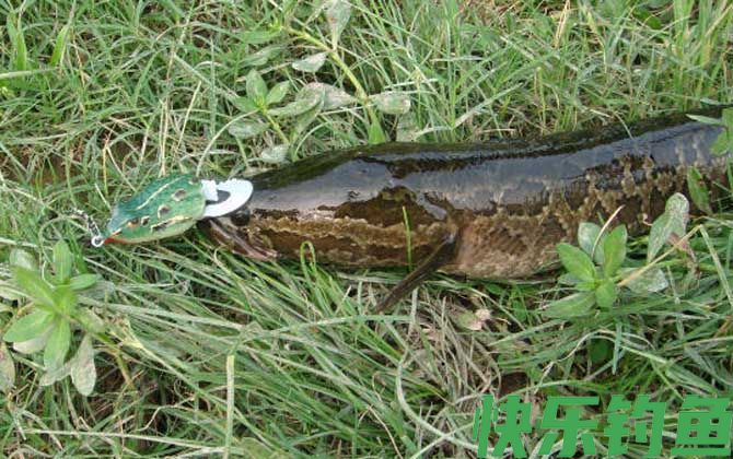 黑鱼几点钟吃口最厉害?