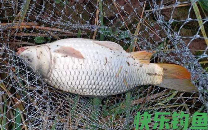 钓大鱼钓底好还是钓浮好？