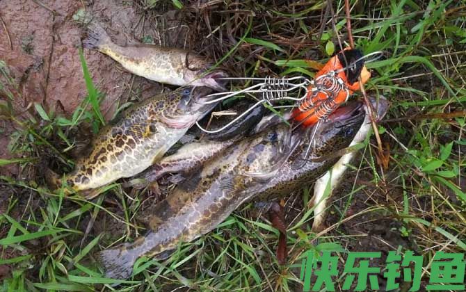 一天中钓鳜鱼最佳时间是什么时候？