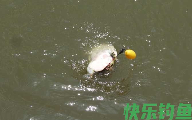 钓甲鱼要离岸多远放钩？