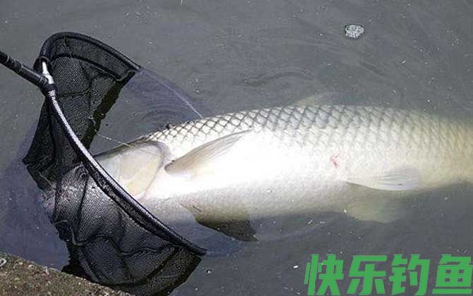 夏季钓草鱼技巧及注意事项