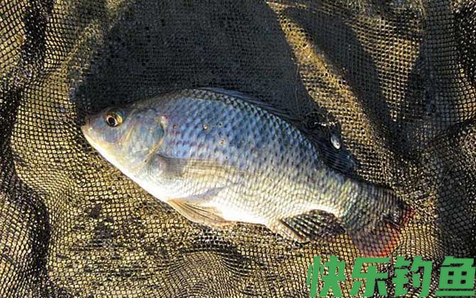 怎样钓罗非鱼容易上钩？