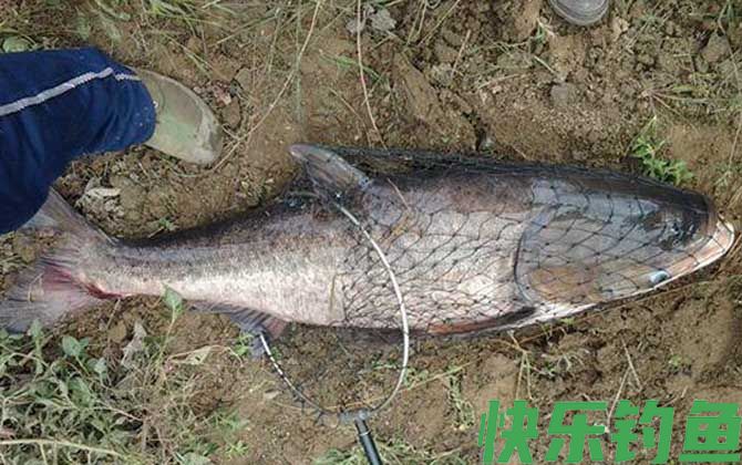 钓大头鱼的最佳深度是多少？