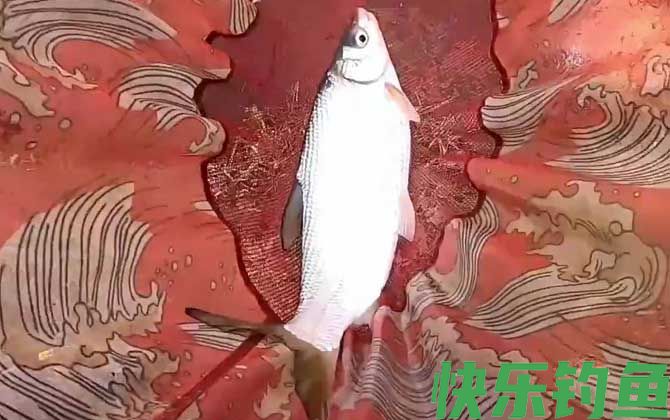 钓鲴鱼的方法和技巧