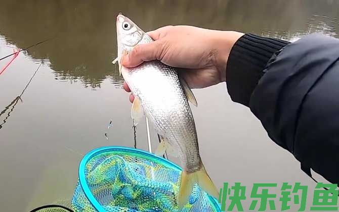 钓鲴鱼怎么调漂最实用?