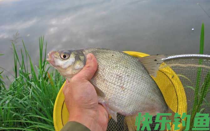 鳊鱼怎么钓容易上钩？
