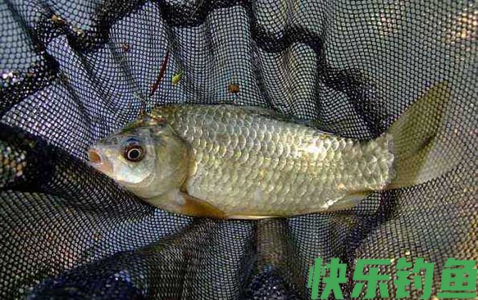 3月份钓鲫鱼钓多深?