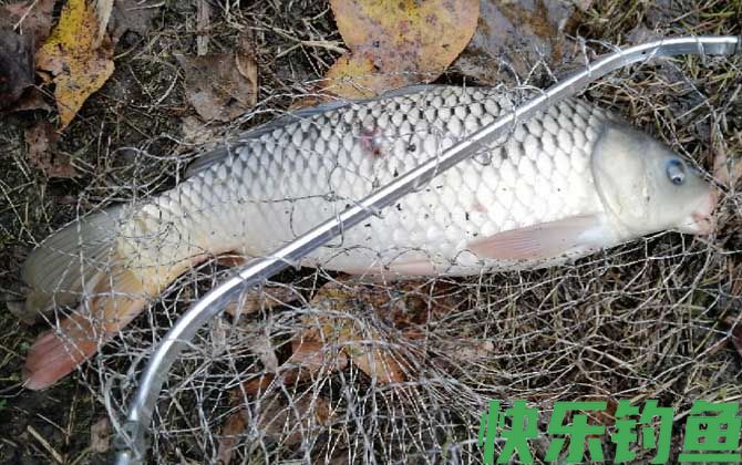 小鱼多的地方怎么钓大鱼？
