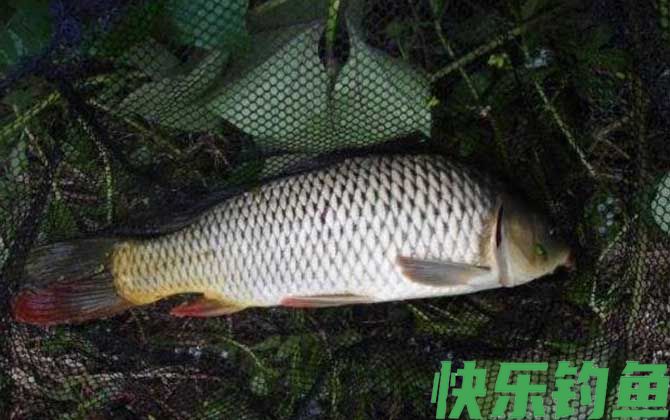 夏天怎么钓鱼容易上钩?