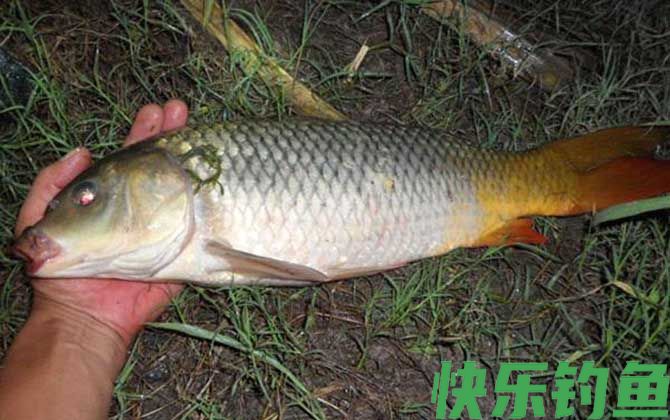 涨水好钓鱼还是退水好钓鱼？