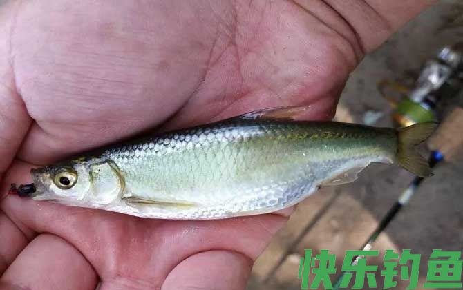 白条鱼钓底还是钓浮？