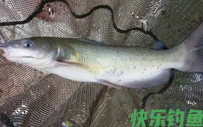 叉尾鱼怎么钓才容易上钩？