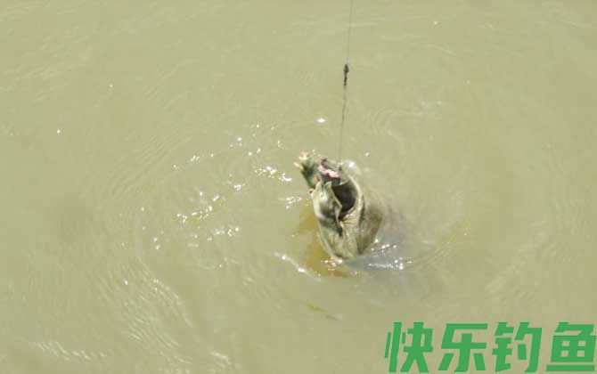 钓甲鱼口诀及注意事项