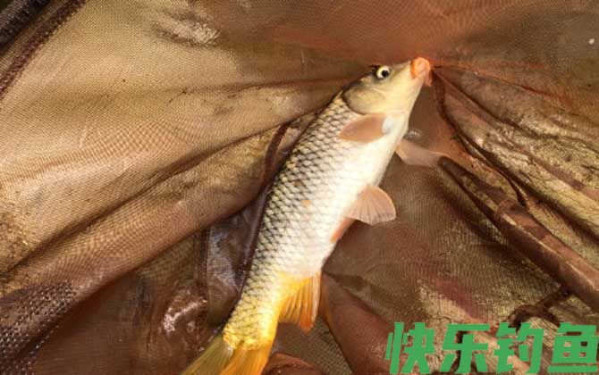 春季钓鲤鱼选什么位置？