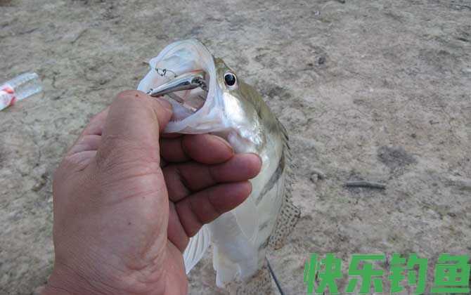 鳜鱼可以路亚吗？