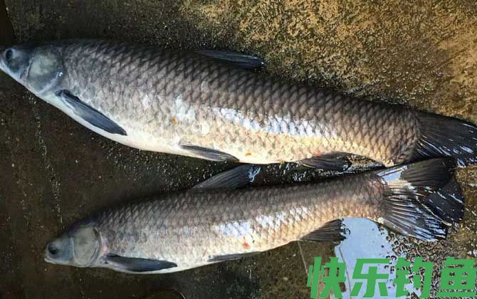 钓黑坑青鱼如何调漂？