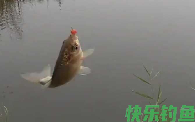 八月钓鱼钓多深合适？